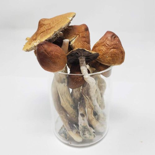 jedi mind fuck shrooms