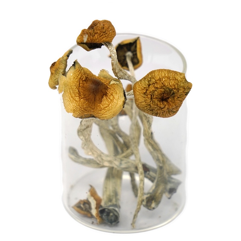 malabar-shrooms-1
