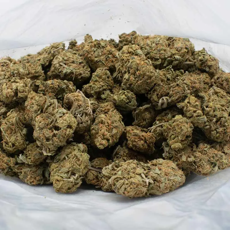 critical-sour-strain-ezgif.com-jpg-to-webp-converter