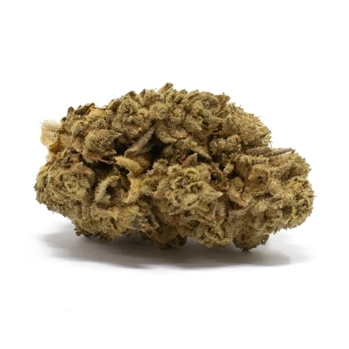 nepali strain 1 e1732854034292