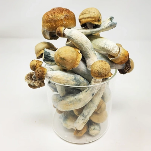 Penis Envy Shrooms Freeze Dry