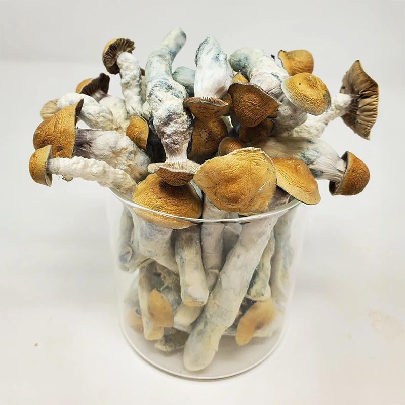 melmac-freeze-dry–shrooms