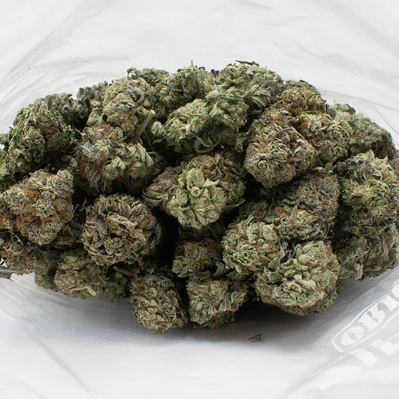 Black-Domina-strain-1