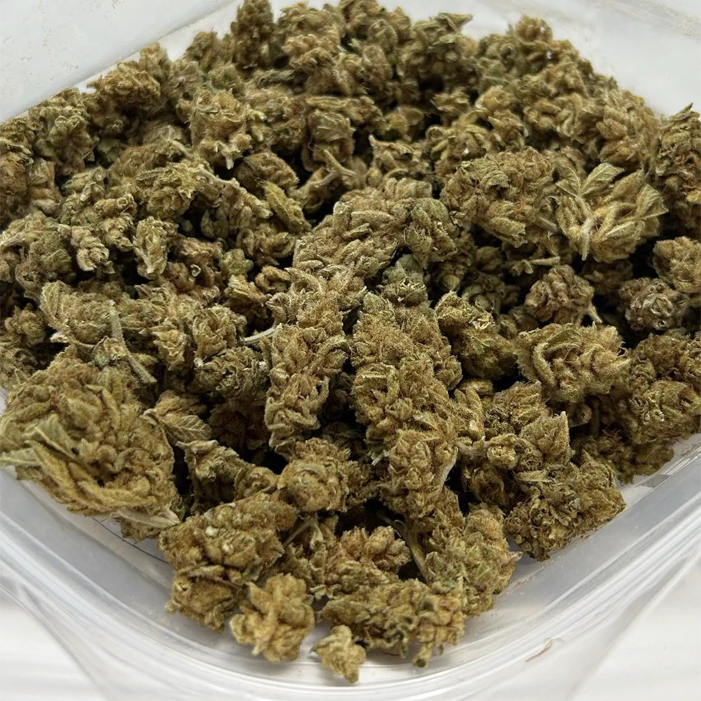 violator-strain