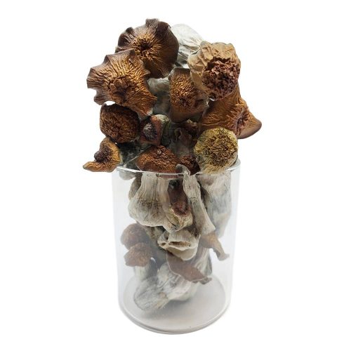 Rephiam shrooms