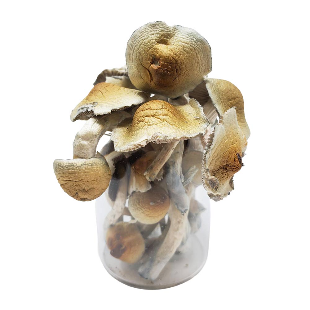 myan-gold-shrooms-fd