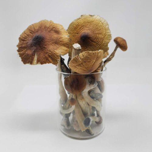 b freeze dry shrooms 1