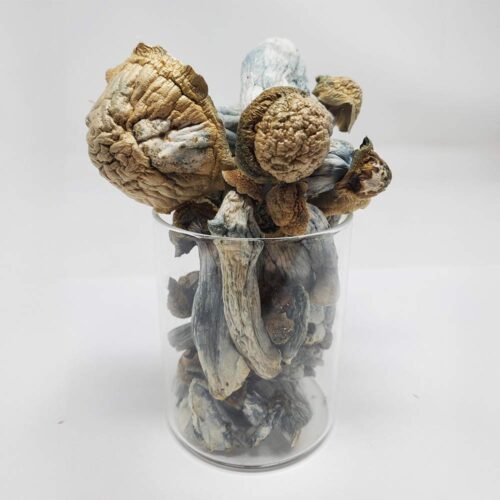 blue envy shrooms e1758473456946