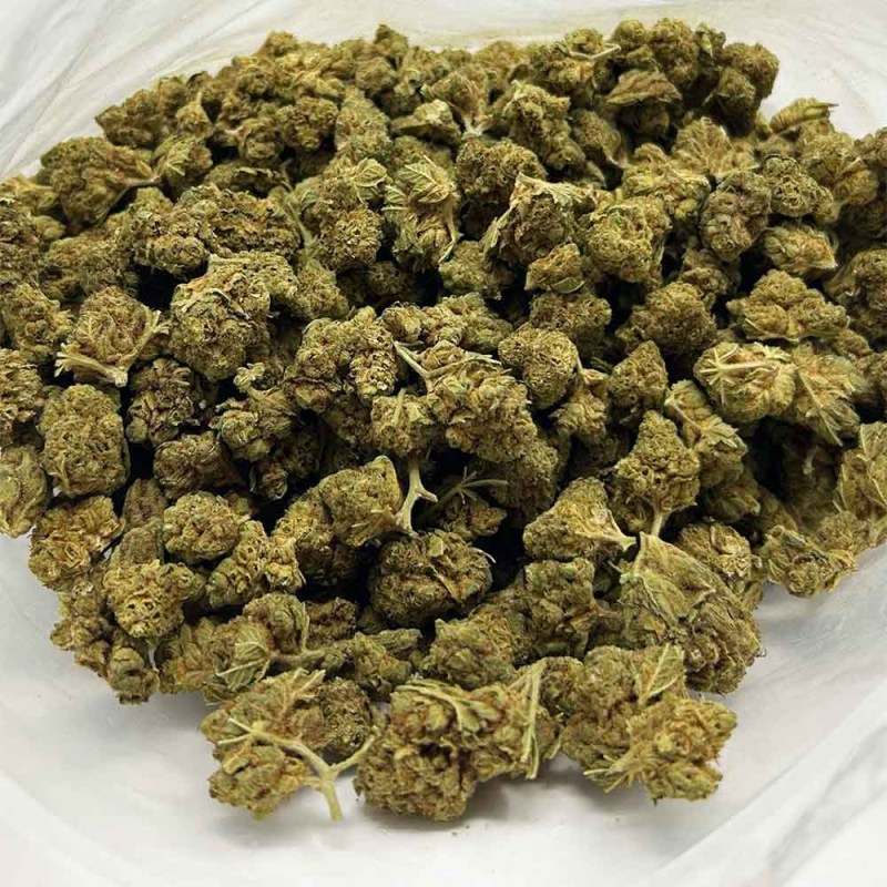 churchhill-strain-e1758258538479 Churchill (AA+)