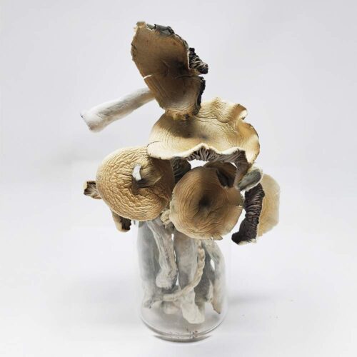 louis freeze dry shrooms