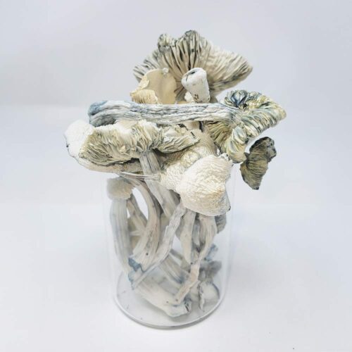 Tat Shrooms