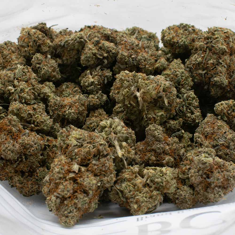 Master-Kush-strain-1