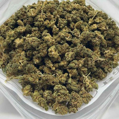 triple burger strain