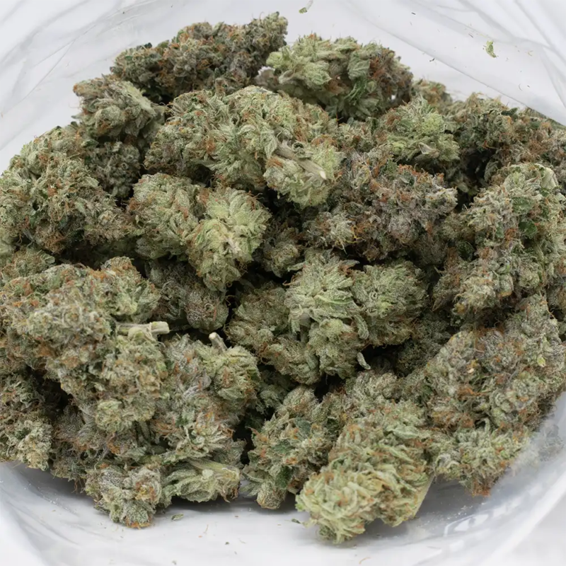 MKU strain 1
