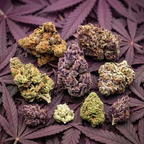 Mix & Match 28G | Purple Label